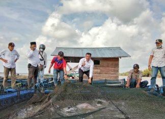 Bupati Meranti H Adil Kungker ke Rangsang Barat, Tinjau Budidaya Kerambah Kakap Putih