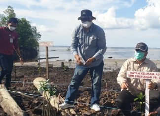 Dua Ribu Bibit Manhrove Ditanam di Buruk Bakul-Bengkalis