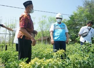 Beralih dari BBM ke Listrik, Rezeki Petani Bantul Kian Mengalir di Lahan Pasir