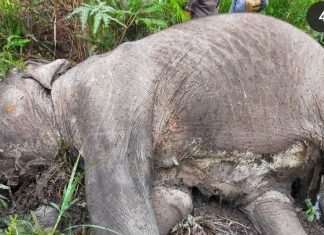 Seekor Gajah Ditemukan Mati di Bukit Apolo Pelalawan