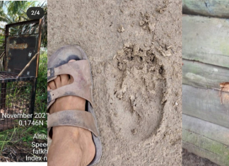 Beruang Rusak Rumah dan Makan Ayam Warga di Pelalawan