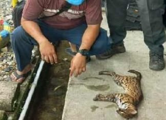 Kucing Hutan Jantan Ditemukan Mati di Areal PT RAPP