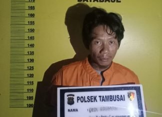 Polsek Tambusai Ringkus Pemilik Ganja 1 Kg