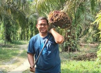 Harga Sawit di Riau Naik Lagi, Petani Senyum-senyum