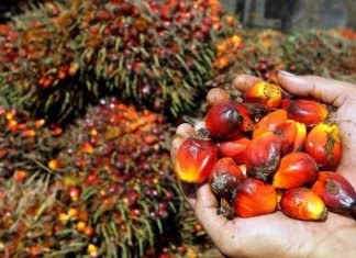 Berikut Daftar Lengkap Harga Sawit di Riau