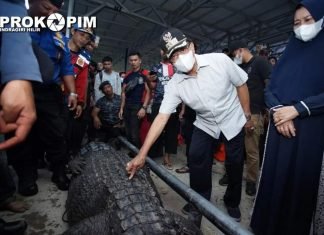 Buaya Berbobot 700 kg Ditangkap di Inhil
