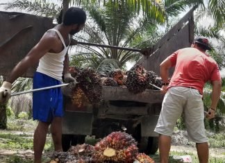 Berikut Daftar Harga Sawit di Riau Periode 16 – 22 Februari 2022