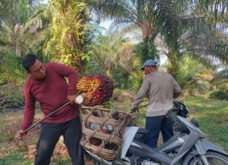 Tahun Ini, Sawit Masih Topang Pertumbuhan Ekonomi Riau