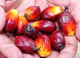 Turun Cukup Drastis, Berikut Daftar Harga Sawit Riau Hingga 29 Maret