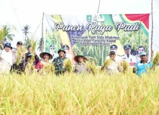 Bupati Bengkalis Panen Raya Padi di Kecamatan Rupat