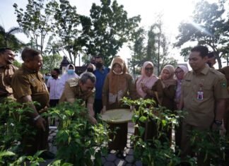 Diskominfotik Riau Sukses Panen 6,6 Kilogram Cabai
