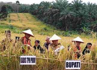 Bupati Sukiman Panen Padi Gogo di Desa Rambah Samo