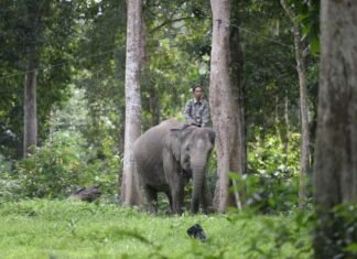 Gajah Sumatra Liar di Riau akan Dipantau dengan GPS Collar