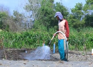 PLN Sukses Tekan Biaya Operasional Petani Bawang Merah Hingga 90 Persen