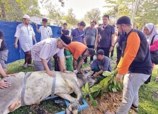 Karyawan RAPP Potong 150 Hewan Kurban