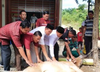 DPC Gerindra Rohul Sembelih Hewan Kurban Untuk Masyarakat