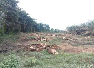 PT EDI Gelar Program Reboisasi di Sepadan Sungai Manding