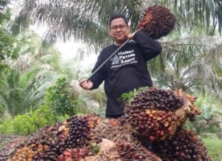 Ikut Naik, Harga Kelapa Sawit Swadaya di Riau Minggu ini Jadi Rp3.064 per Kg