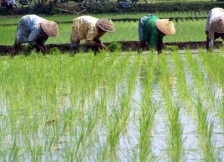 Program Opsi Padi Riau Dukung Swasembada Pangan Nasional