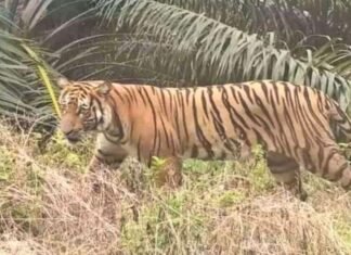 Pemanen Damar di Inhu Diserang Harimau