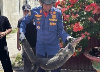 Tanggapi Laporan 112, Damkar Bergerak Cepat Tangkap Biawak