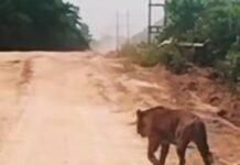 BBKSDA Riau Turunkan Tim Kroscek Keberadaan Harimau di WIP Zamrud Siak