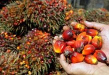 Harga TBS Sawit Tembus Rp3.552,39 per Kilogram