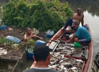 IKST Dan LAKTA Kecam Peristiwa Matinya Ribuan Ikan Di Sungai Tapung, Minta Penanganan Cepat Pemerintah