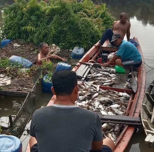 IKST Dan LAKTA Kecam Peristiwa Matinya Ribuan Ikan di Sungai Tapung, Minta Penanganan Cepat Pemerintah