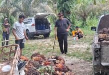 Harga TBS Kelapa Sawit Riau Naik Lagi Pekan Ini