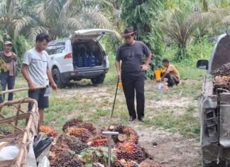 Harga TBS Kelapa Sawit Riau Naik Lagi Pekan Ini