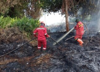 Respons Cepat Manggala Agni, Karhutla di Rimbo Panjang Tak Sempat Meluas