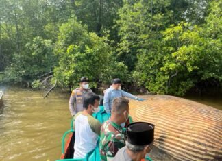 KKP Kirim Sampel Bangkai Paus di Inhil ke BRIN