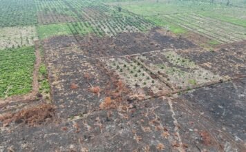 Korporasi Riau Tak Tersentuh: Memperpanjang Riwayat Buruk Penegakan Hukum Karhutla Riau